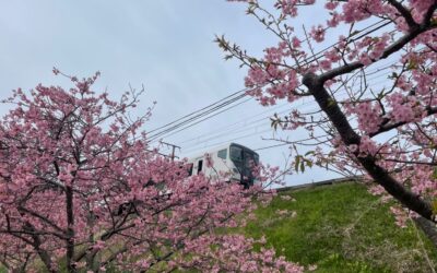 河津桜🌸